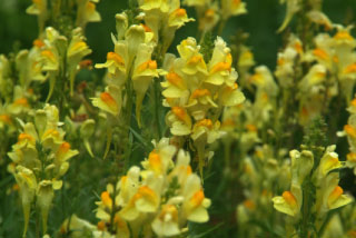 Linaria vulgarisVlasbekje bestellen